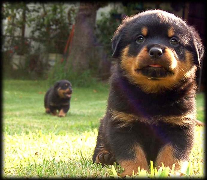 rottweilers puppies picture.jpg
