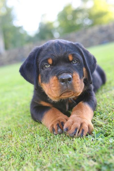 Rottweiler puppy photo on the grass.jpg (1 comment) Hi-Res 720p HD