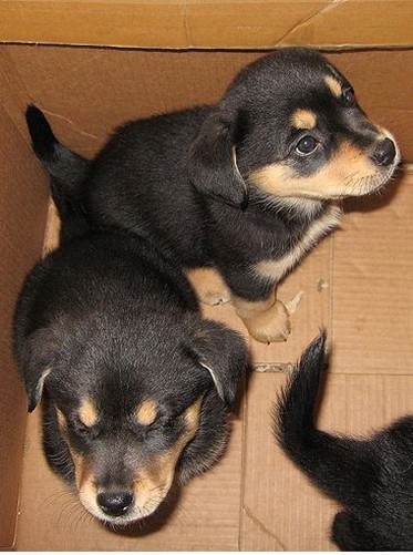cute puppies rottweiler dog in box.jpg

