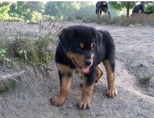 photos of rottweiler puppy.jpg
