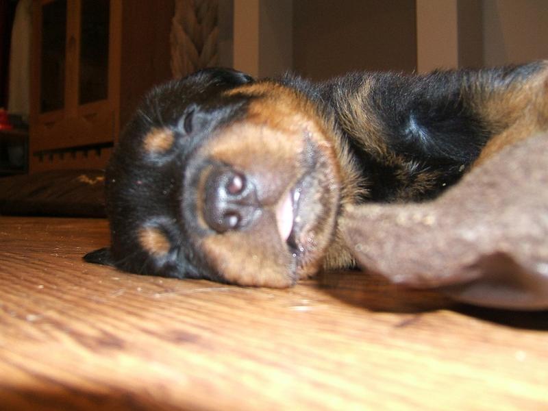 sleeping rottweiler puppy with it tounge sticking out.jpg

