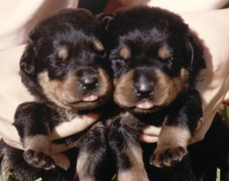 two young Rottweiler puppies.jpg
