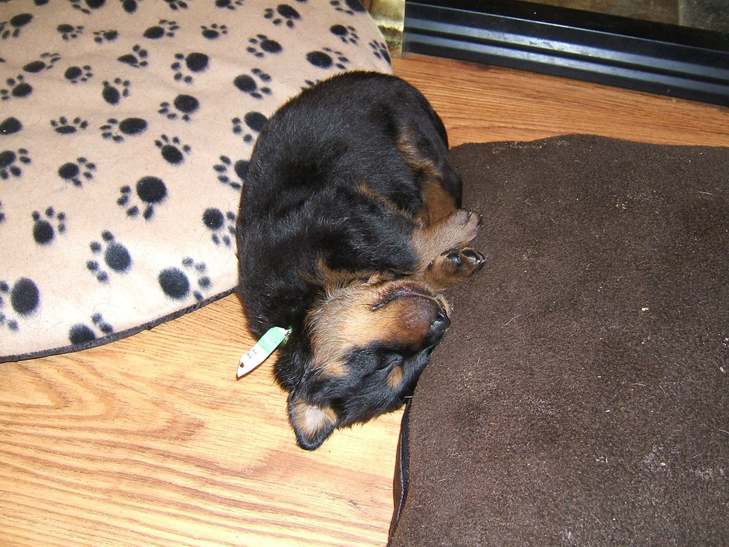 funny sleepy rottweiler pup image.jpg
