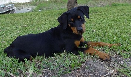 picture of a beautiful rottweiler puppy.jpg
