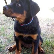 pictures of beautiful rottweiler pup.jpg
