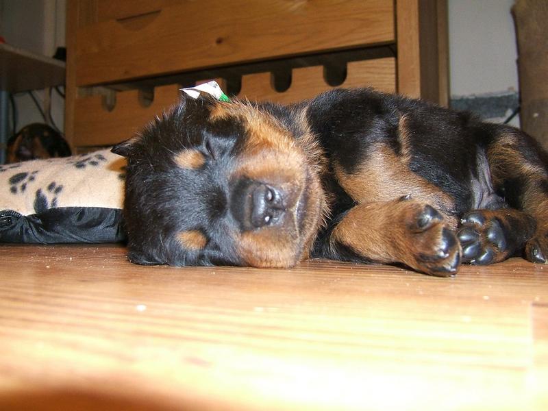 close up picture of a sleepy rottweiler puppy.jpg
