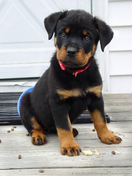 picture of a cute rottweiler puppy.jpg

