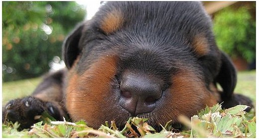 so funny and cute looking rottweiler puppy on the grass.jpg
