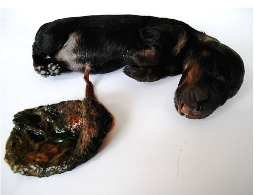 very newborn rottweiler puppy picture.jpg
