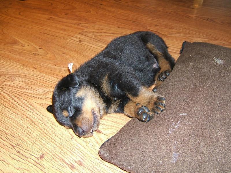 female rottweiler puppy.jpg (1 comment) Hi-Res 720p HD