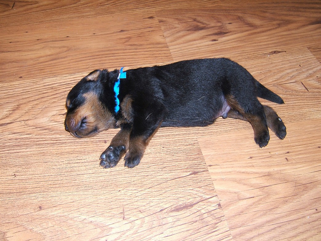 newborn rottweiler puppy picture.jpg
