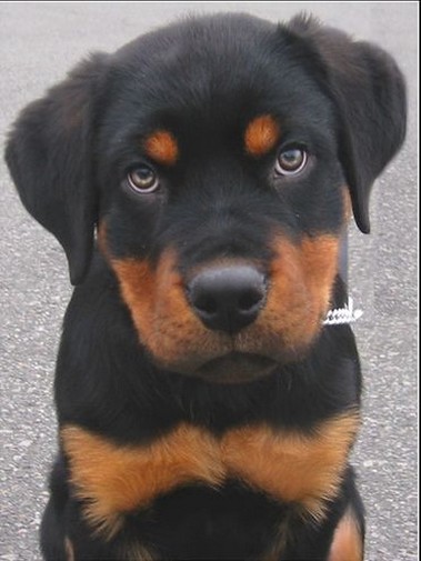 cut picture of a rottweiler pup.jpg
