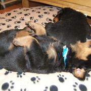funny picture of rottweilers puppies sleeping_one sleeping on it's back looking so cute and funny.jpg
