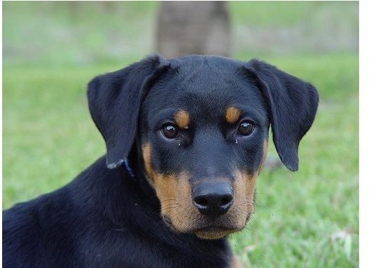 photo of a beautiful Rottweiler puppy.jpg
