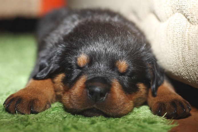 sleepy young rotterweiler puppy picture.jpg
