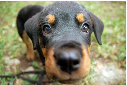 young german rottweiler puppy.jpg
