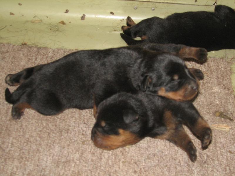cute picture of rottweiler puppies sleeping on top of each other.jpg
