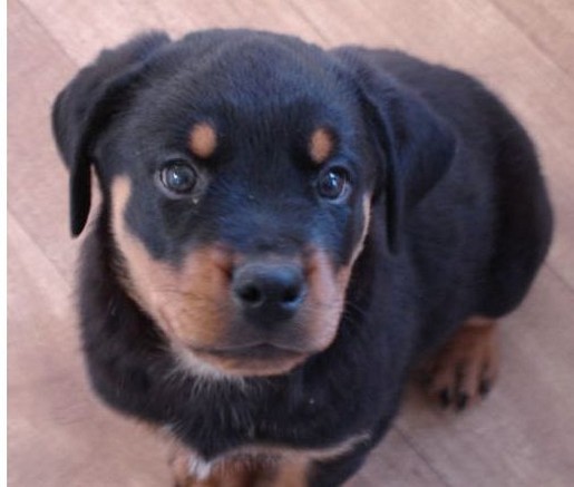 image of rottweiler dog puppy looking up to the  camera.jpg
