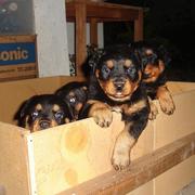 Rottweiler Puppy Pictures Gallery (87 Posted)