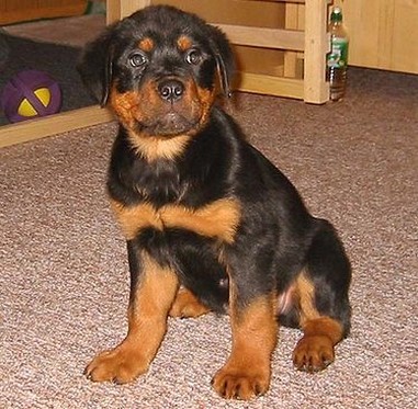 rottweiler mix puppy looking cute to the camera.jpg
