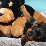 small rotterweiler pup playing with its big dog toy.jpg

