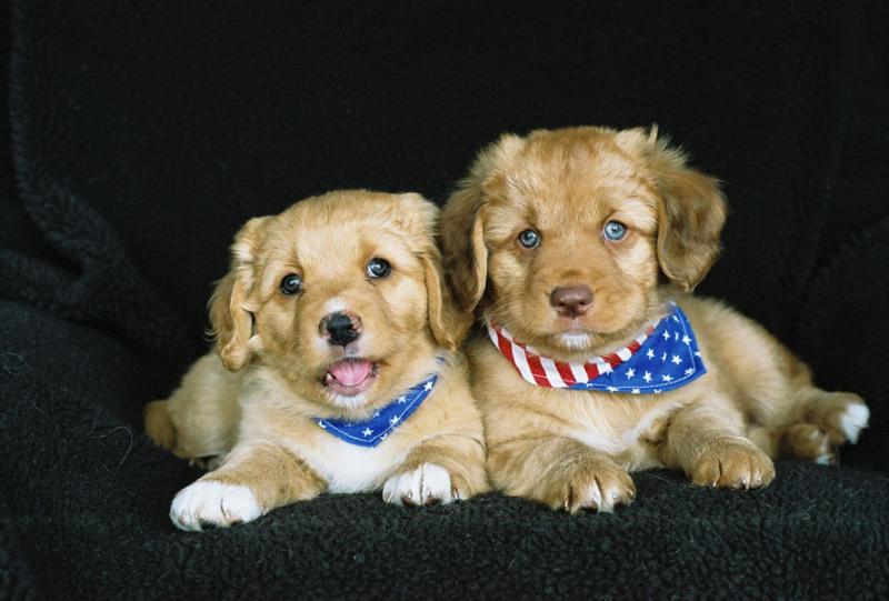 toller puppies_two.jpg
