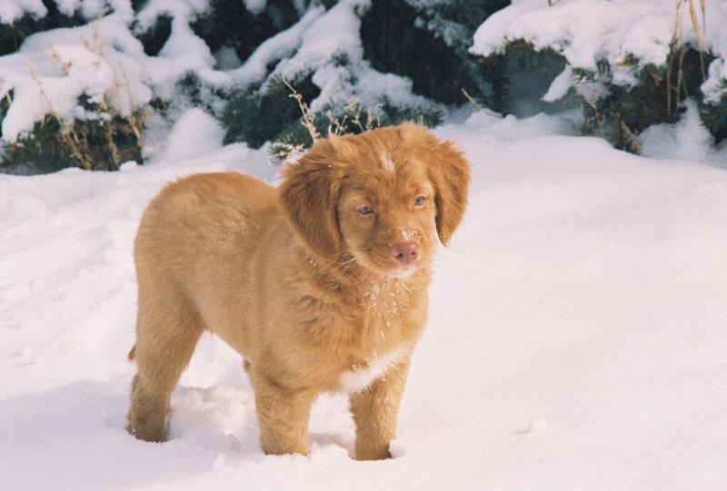 toller puppy standing on the snow.jpg
