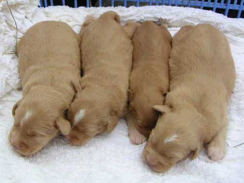 toller pups in lite brown.jpg
