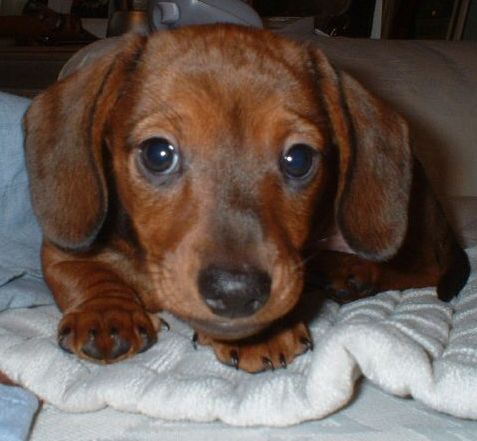 Cute Brown miniature dachshund puppy pictures.JPG
