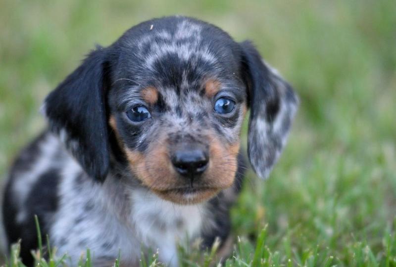 cute Dachshund puppy face picture.JPG (8 comments) Hi-Res 720p HD
