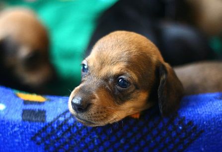 cute puppy face of a mini dachshund dog puppy.JPG
