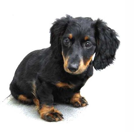 dachshund puppy breeders with long hair and big ears in black and spots of tan color.JPG
