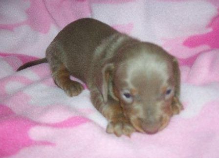 Dark chocolate dachshund puppy breeder picture.JPG

