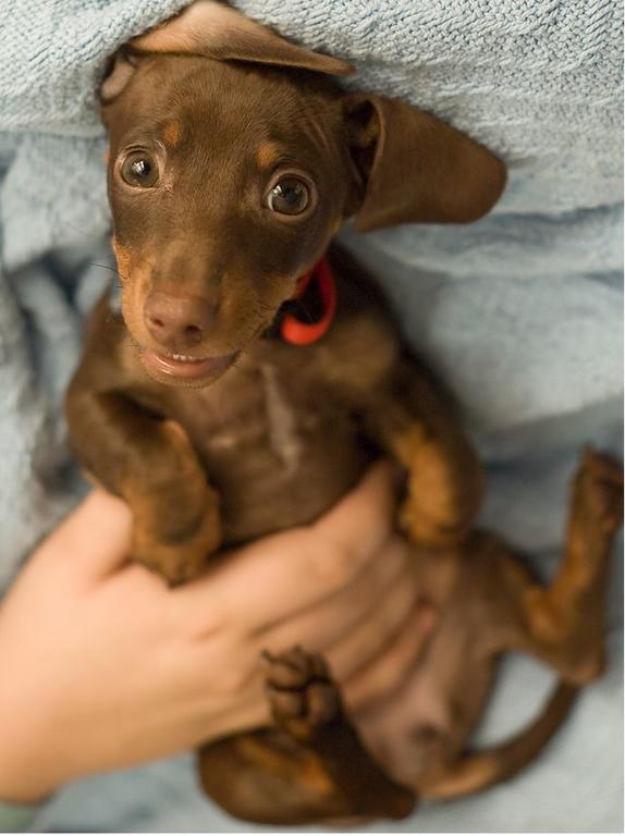 image of chocolate minature dachshund puppy looking up to the camera with its big eyes.JPG
