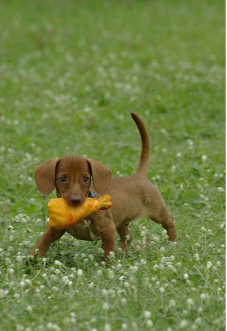 Light brown Dachshund puppy playing with its chicken leg toy standing on the grass.JPG
