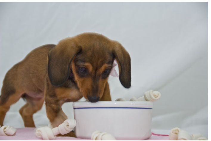 light brown winnie dog dachshund pup eating.JPG
