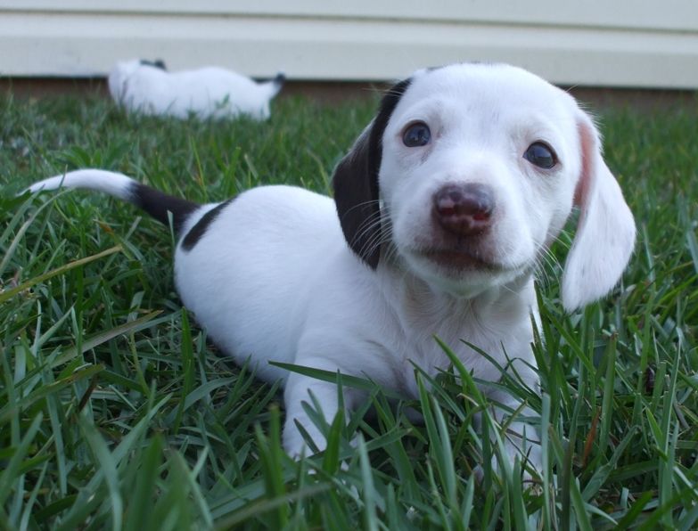 long haired dachshund puppy in white with dark spots looks so cute and adorable.JPG
