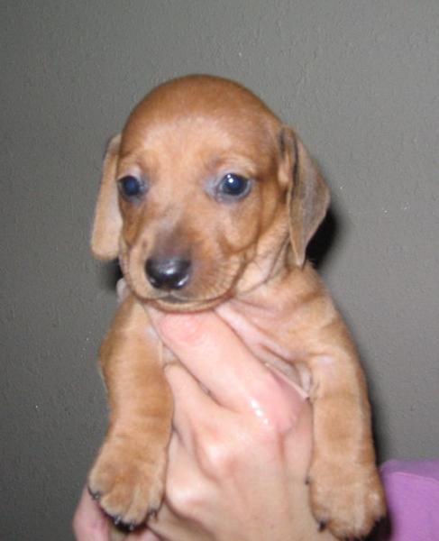 lovely looking light tan Dachshund Puppy pic.JPG
