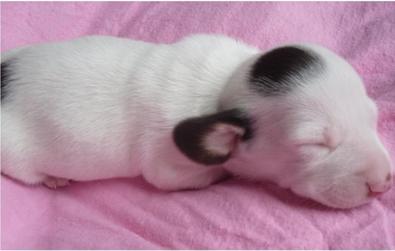 sleepy dachshund breeder in white and dark dots photo.JPG
