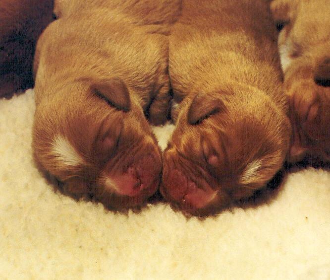 toller pups two.jpg
