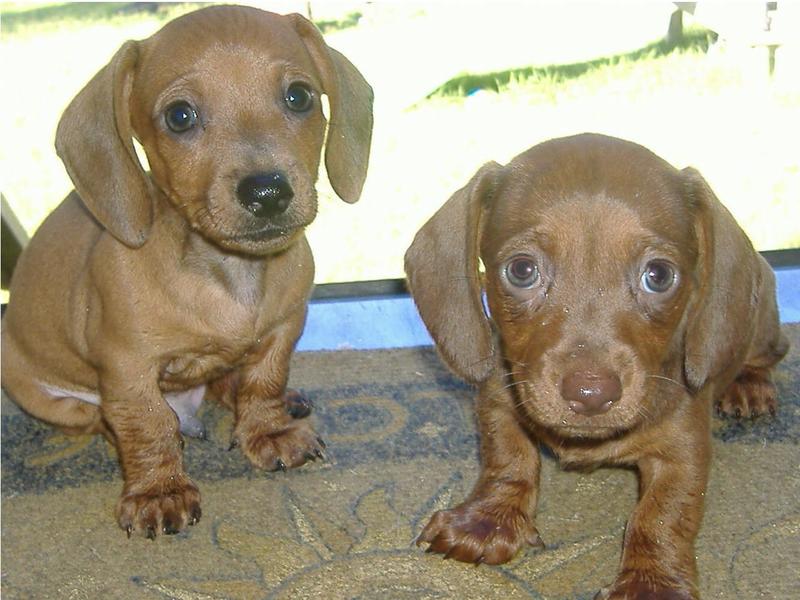 two very cute light brown dachshund puppies looking at the camera.JPG
