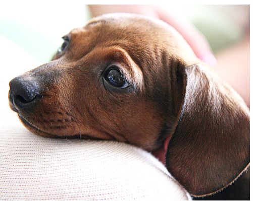 very cute Dachshund pup in tanish brown with big ears.JPG
