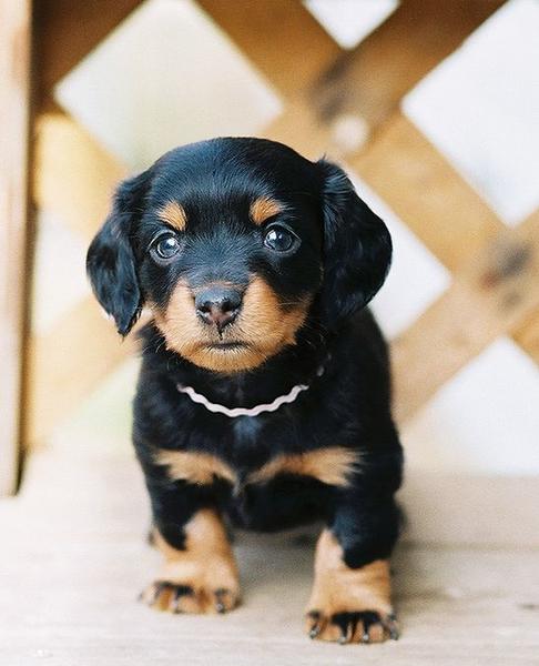 very cute dachshund puppy in black and tan looking adorable.JPG
