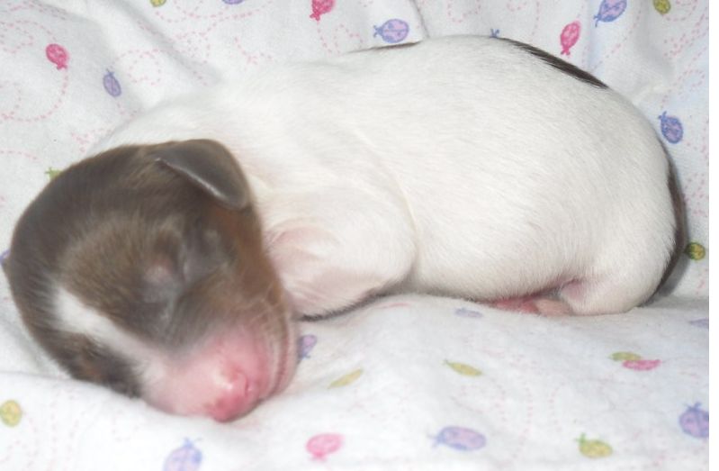 very cute newborn dachshund pup dog in deep sleep in white and chocolate brown.JPG
