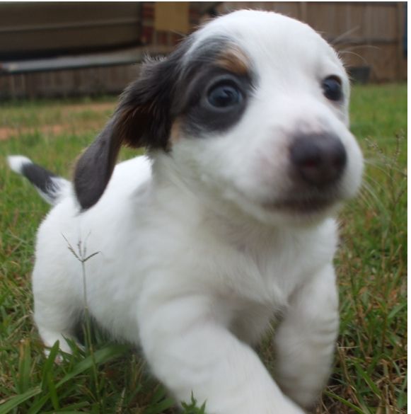 white and dark colors dachshund puppy with long hair picture running on the grass.JPG
