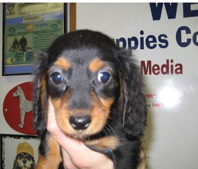 winnie puppy picture with big ears and big eyes.JPG
