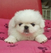 white pekingse pup with very cute face.jpg
