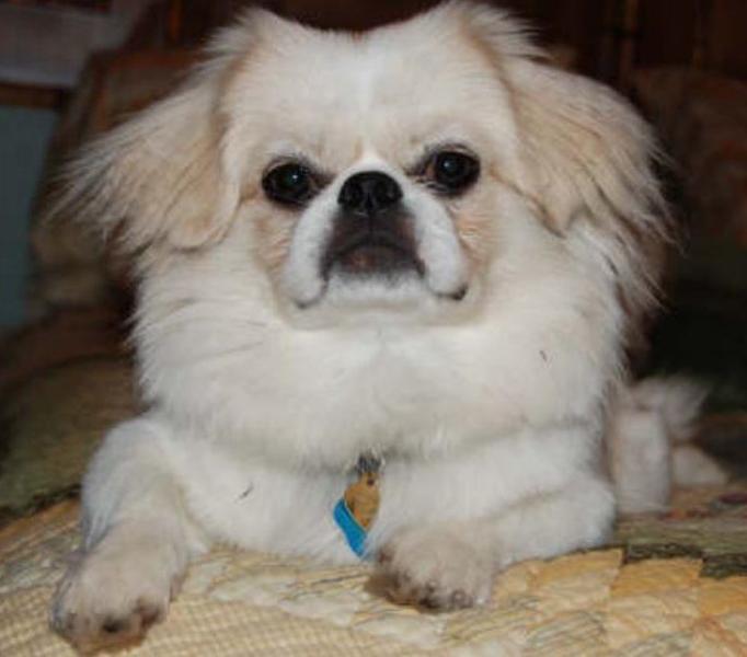 a very serious looking pekingese dog picture.JPG
