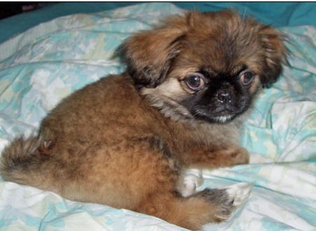 Dark tan pekingese puppy with black face on the bed pictures.JPG
