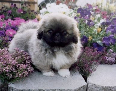 image of a beautiful pekingese puppy in a pretty garden with colorful flowers.JPG
